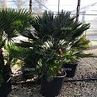 solitaire plant, 80 tot 100 cm hoog, pot 30 liter
