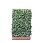 Mobilane kant en klaar haag, LxH 120x180cm, cocopeat 'pot'