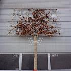 hoogstam leiboom, stamomtrek 18-20 cm, rek 180x120cm, draadkluit
