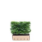 Quick Hedge Haagelement 100cm lang x 80cm hoog