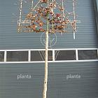 hoogstam leiboom, stamomtrek 12-14 cm, rek 150x120cm, draadkluit