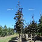 hoogstamboom, stamomtrek 30-35 cm, draadkluit