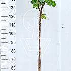 halfstamboom, stamomtrek 8-10 cm, in pot