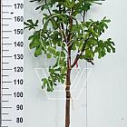 halfstamboom, stamomtrek 8-10 cm, in pot