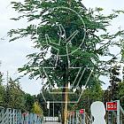 hoogstamboom, stamomtrek 12-14 cm, in pot