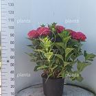 solitaire plant, pot 25 liter