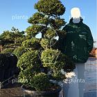 bonsaivorm, 150 tot 175 cm hoog, in pot