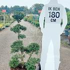 bonsaivorm, 100 tot 125 cm hoog, in pot