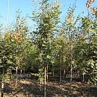 hoogstamboom, stamomtrek 10-12 cm, draadkluit