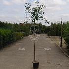 hoogstamboom, stamomtrek 6-8 cm, in pot