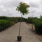hoogstamboom, stamomtrek 10-12 cm, in pot