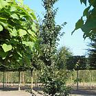 laag vertakte boom, stamomtrek 14-16 cm, draadkluit