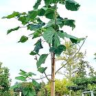 hoogstamboom, stamomtrek 14-16 cm, in pot