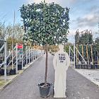 leiboom, stam 140 cm hoog, rek (BxH) 150 x 120 cm, in pot