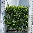 Meeneemhaag 100cm lang x 80 tot 100cm hoog