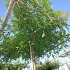 hoogstam dakboom, stamomtrek 14-16 cm, rek 130x130cm, wortelgoed
