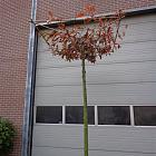 hoogstam dakboom, stamomtrek 16-18 cm, rek 130x130cm, draadkluit