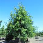hoogstamboom, stamomtrek 35-40 cm, draadkluit