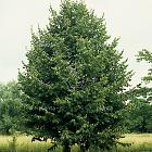 hoogstamboom, stamomtrek 12-14 cm, wortelgoed