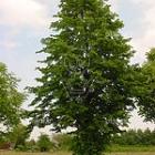 hoogstamboom, stamomtrek 16-18 cm, wortelgoed