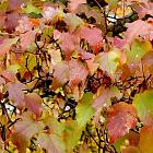 Acer tataricum ginnala