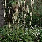 Actaea racemosa cordifolia