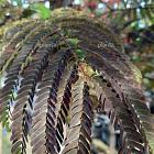 Albizia julibrissin 'Summer Chocolate'