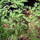 Alnus glutinosa 'Laciniata'