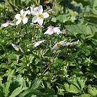 Anemone 'Wild Swan'