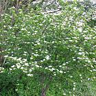 Aronia prunifolia 'Viking'