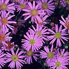Aster 'Pink Star'