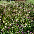 Aster ageratiodes 'Ezo Murazaki'
