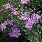 Aster amellus 'Rosa Erfüllung'