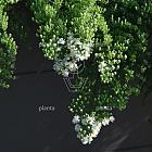 Aster ericoides 'Snowflurry'