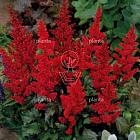 Astilbe x arendsii 'Fanal'