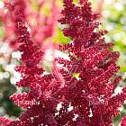 Astilbe x arendsii 'Fanal'