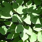 Broussonetia papyrifera