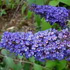 Buddleja davidii 'Empire Blue'