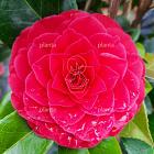 Camellia reticulata 'Black Lace'