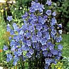 Campanula persicifolia 'Coerulea'