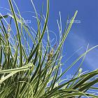 Carex 'Feather Falls' 