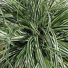 Carex oshimensis 'Everest'