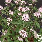 Caryopteris clandonensis 'Stephi' 