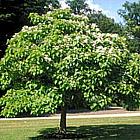 Catalpa bignonioides