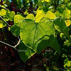 Cercis canadensis 'Texensis Traveler'
