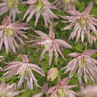 Clematis 'Country Rose' PBR