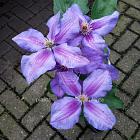Clematis 'Mrs N. Thompson'
