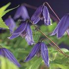 Clematis alpina 'Helsingborg'