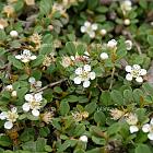 Cotoneaster procumbens 'Streib's Findling'