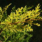 Cupressocyparis leylandii 'Castlewellan Gold'